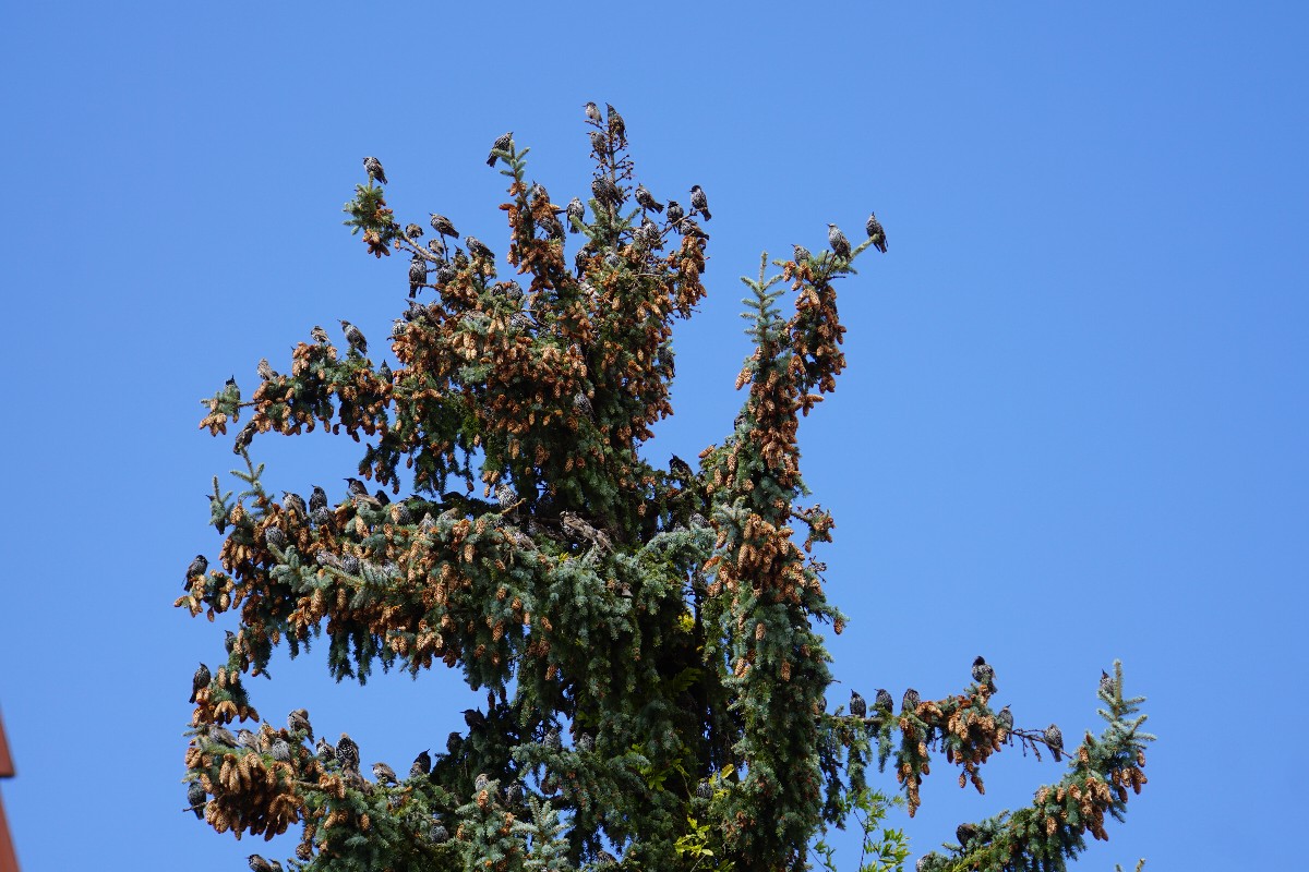 stare_im_baum.jpg