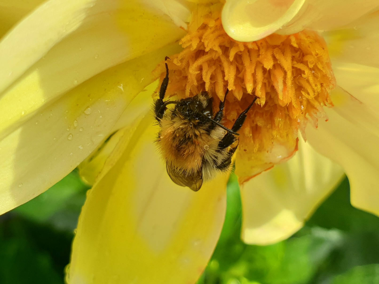 hummel_im_regen.jpg