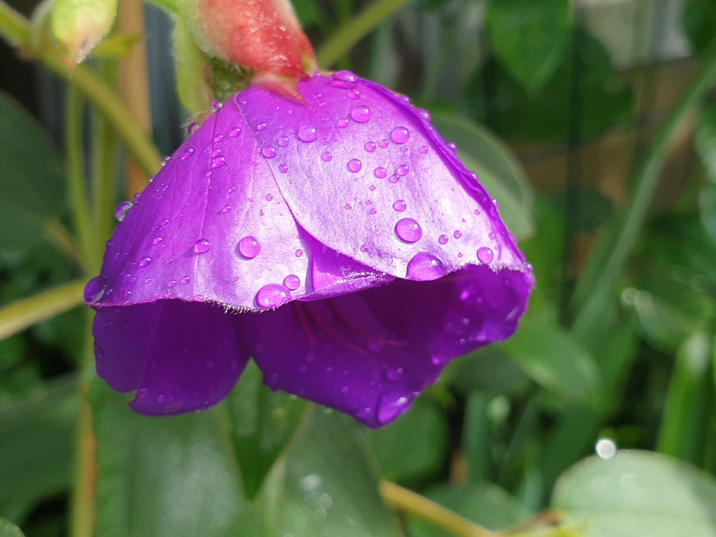 tibouchina_sep_2022.jpg