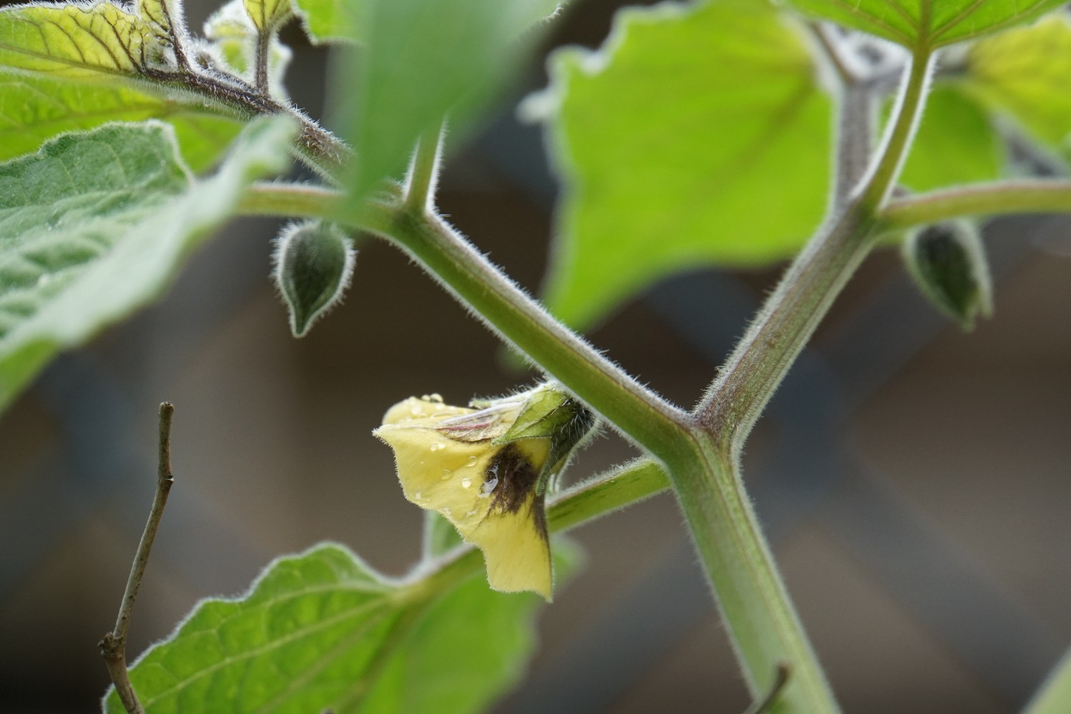 physalis_sep_2022.jpg