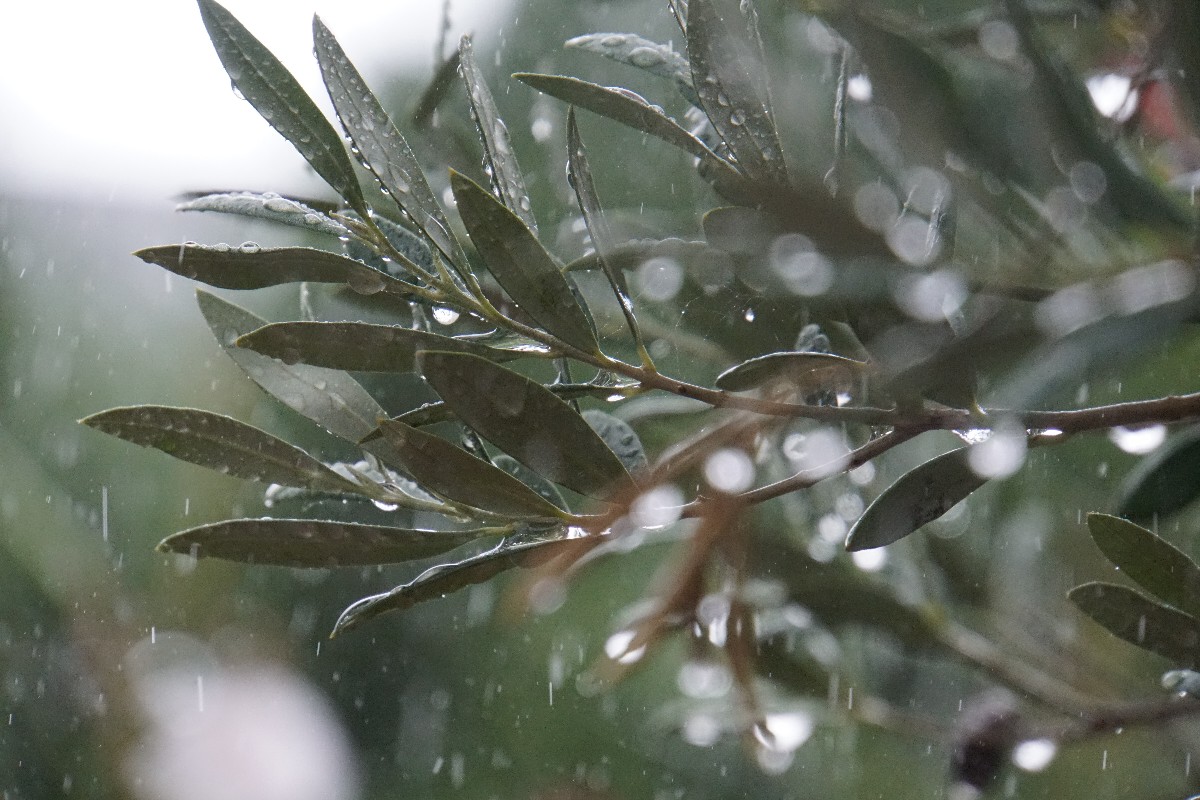 olivenbaum_im_regen.jpg