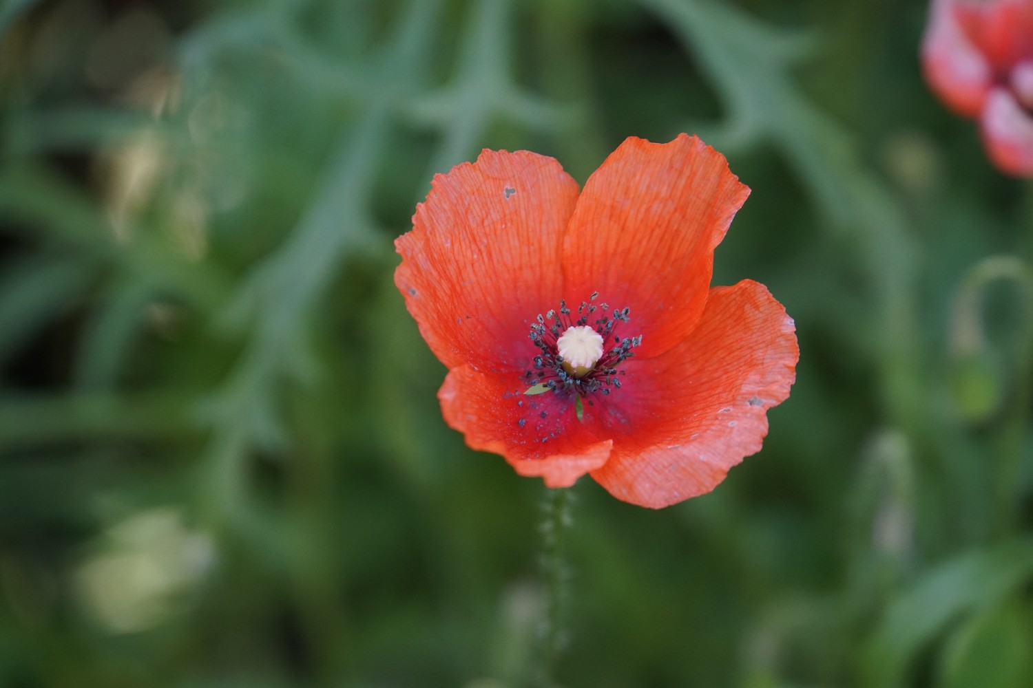 mohn_okt_2022.jpg