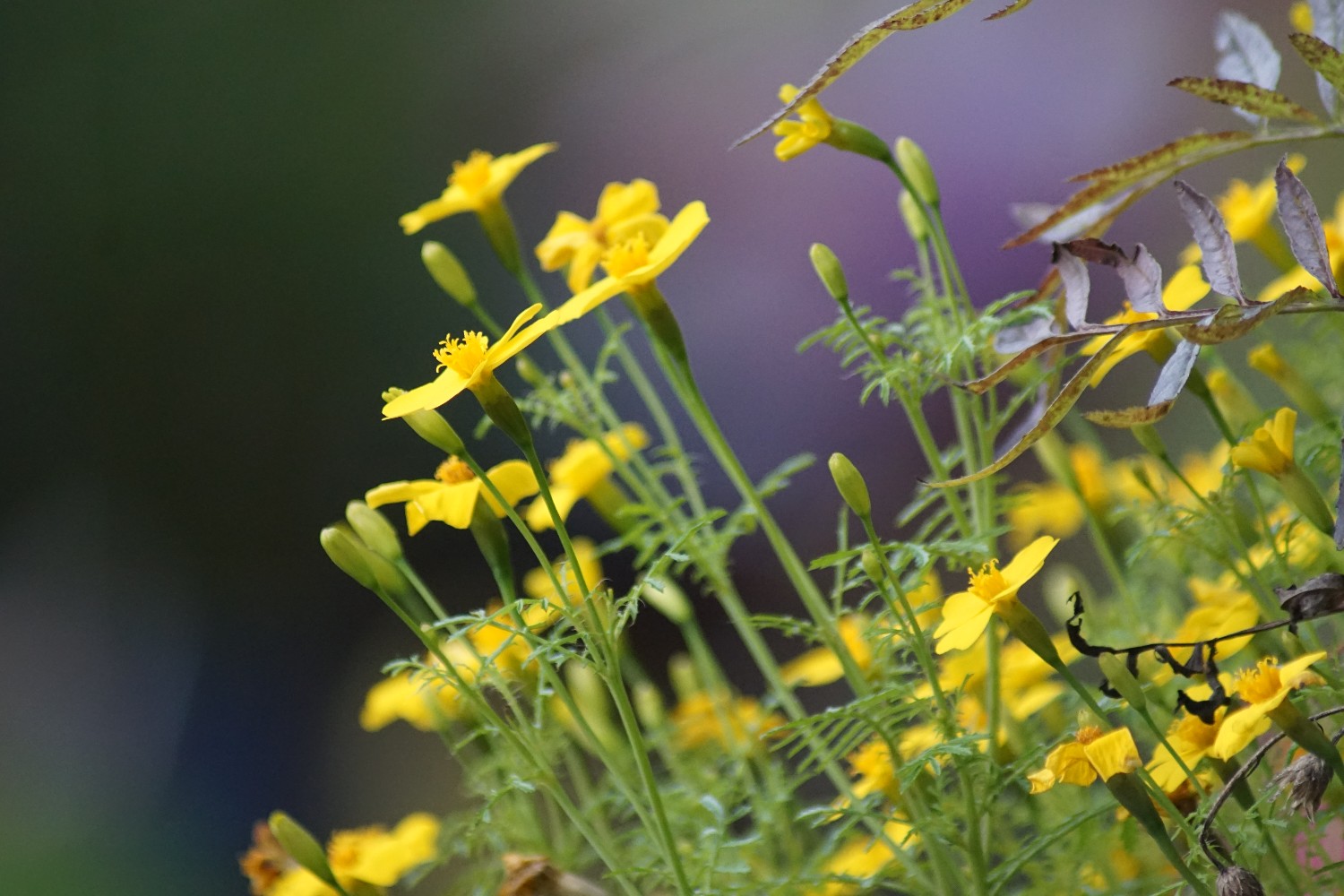 tagetes_okt_2022.jpg