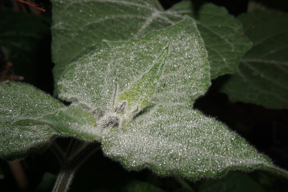 physalis_trpfchen_okt_2022.jpg