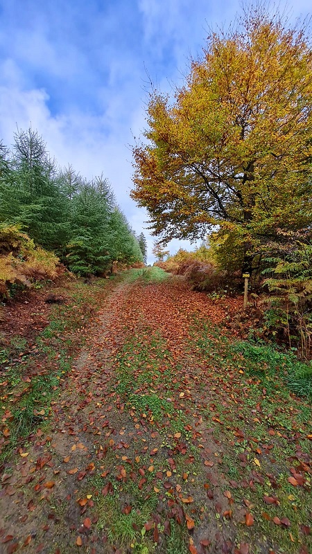 sch__nes_herbstbild.jpg