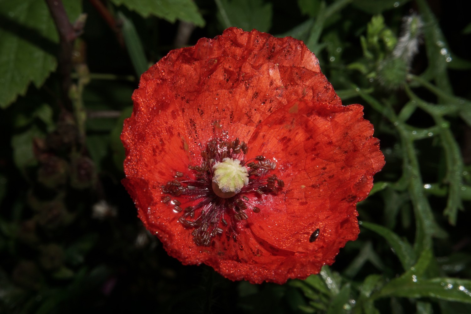 mohn_mit_tautropfen_okt_2022.jpg