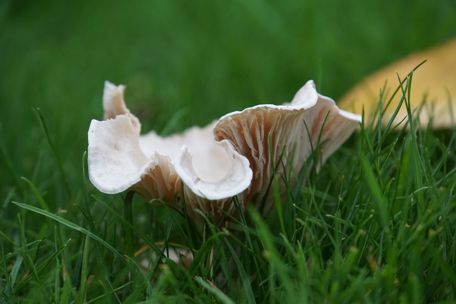 pilz_okt_2022_1.jpg