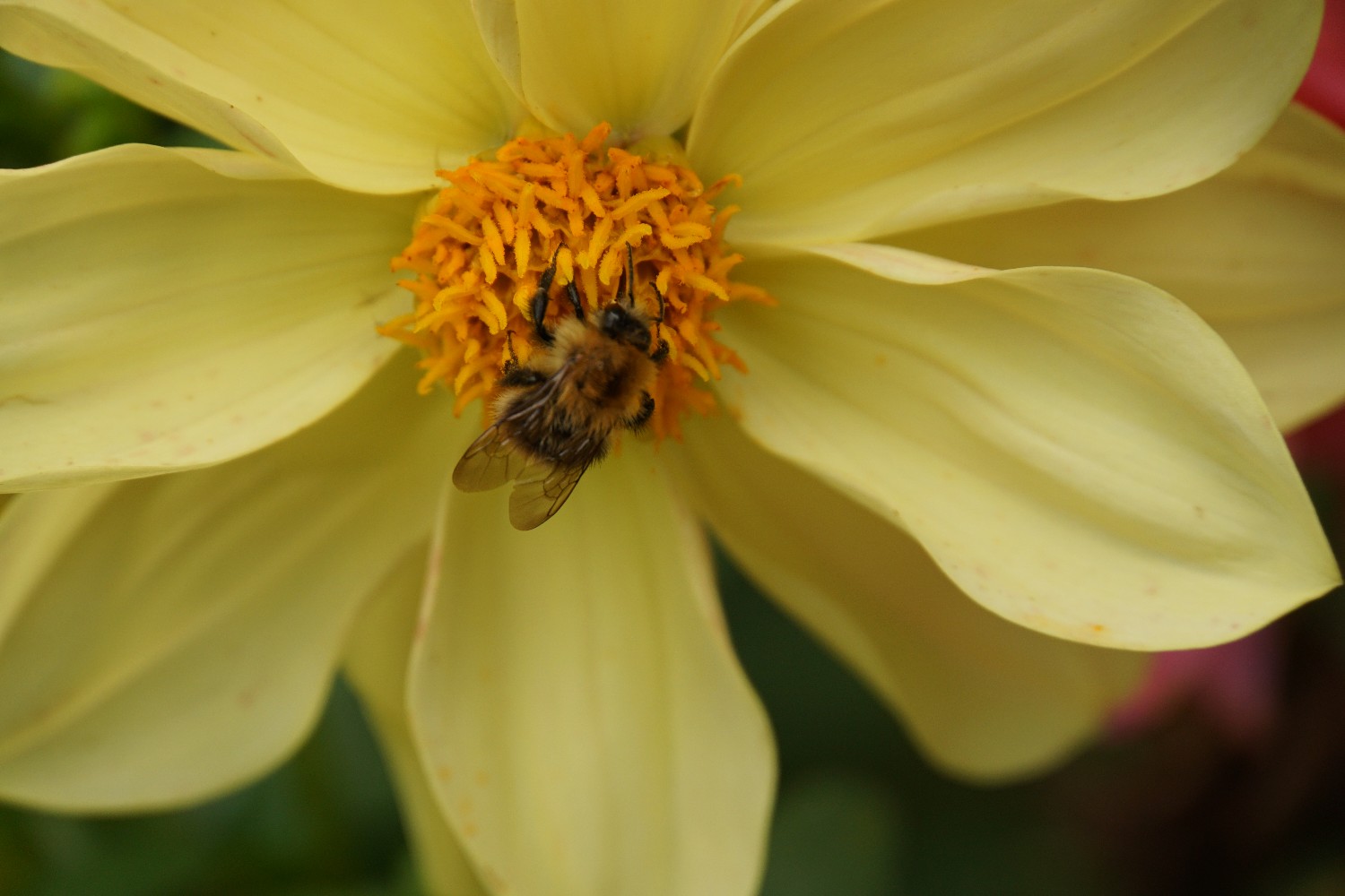 hummel_auf_dahlie_2022.jpg