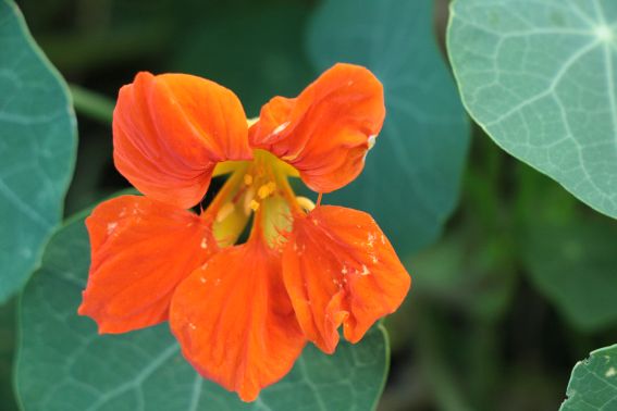 img_7863orange_blume.jpg