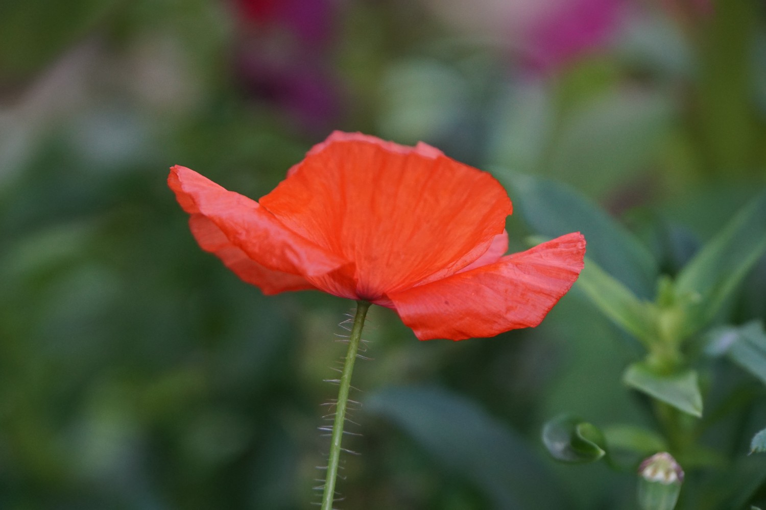 mohn_okt_2022_1.jpg