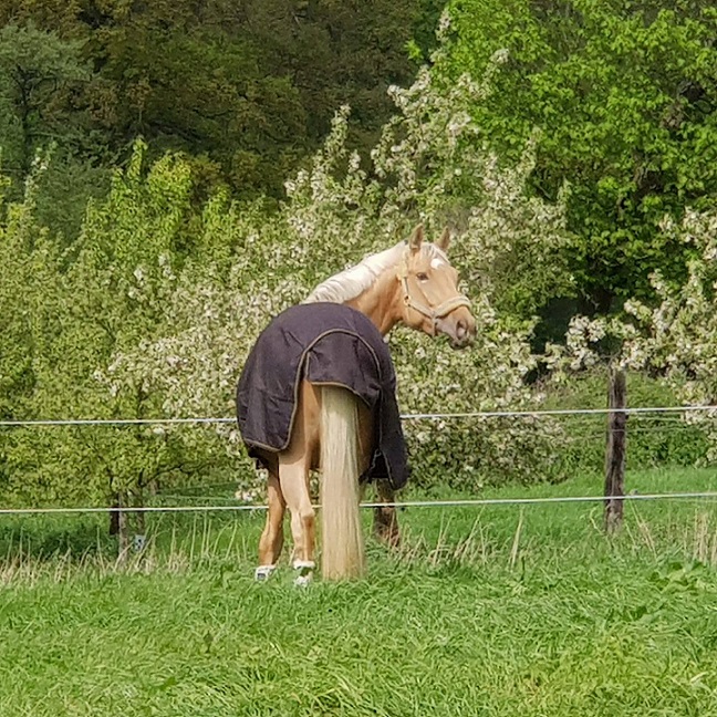 guten_morgen.jpg