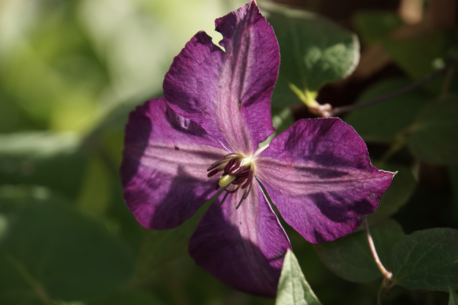 clematis_okt_2022.jpg