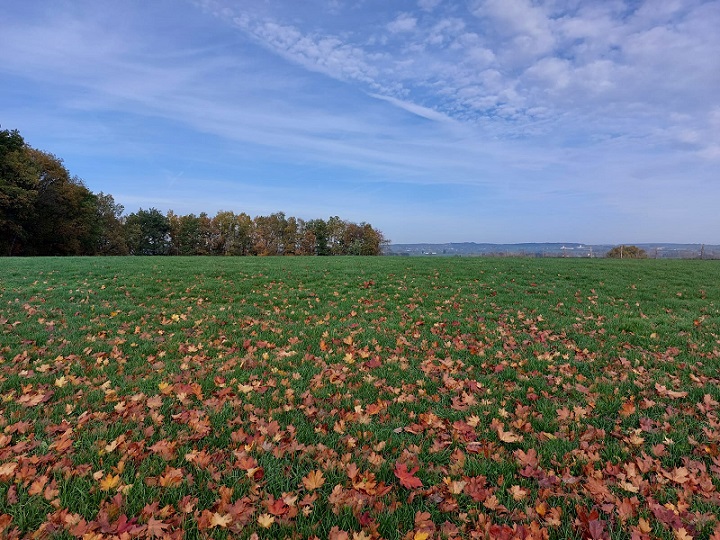 bl__tter_auf_wiese.jpg