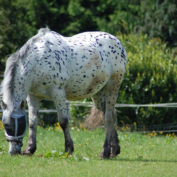 pferd_auf_wiese.jpg