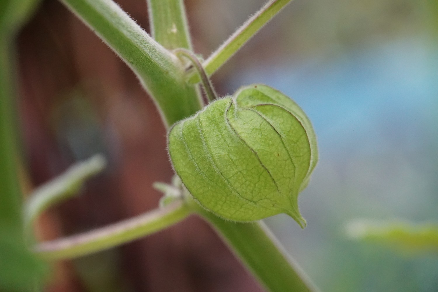 physalis_nov_2022.jpg