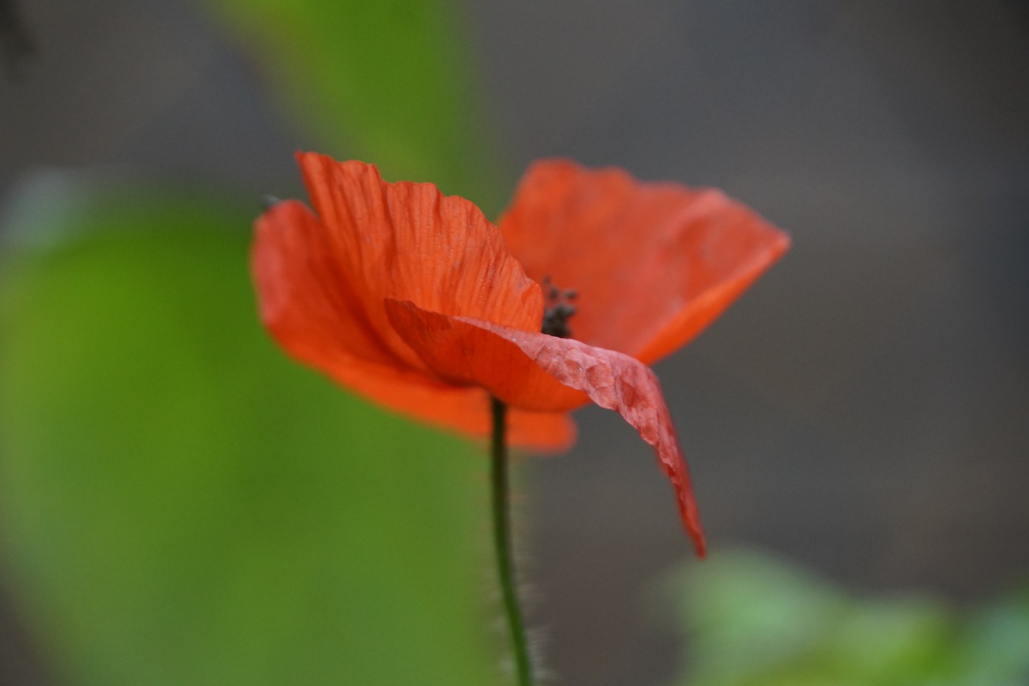 mohn_nov_2022.jpg