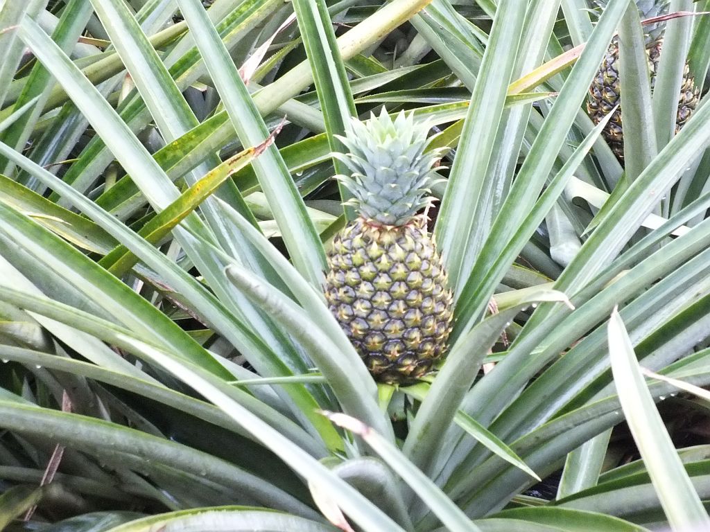 pan_ananas_einzeln.jpg