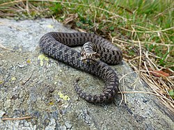 250px-faccia_a_faccia_con_vipera_berus.jpg