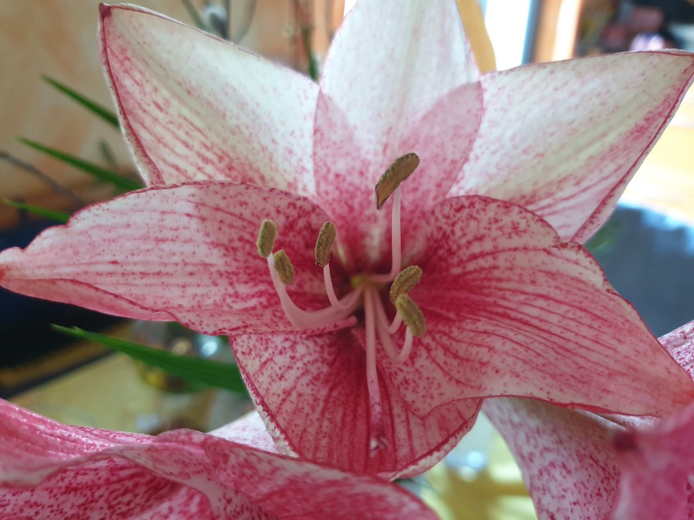 amaryllis_nov_2022.jpg