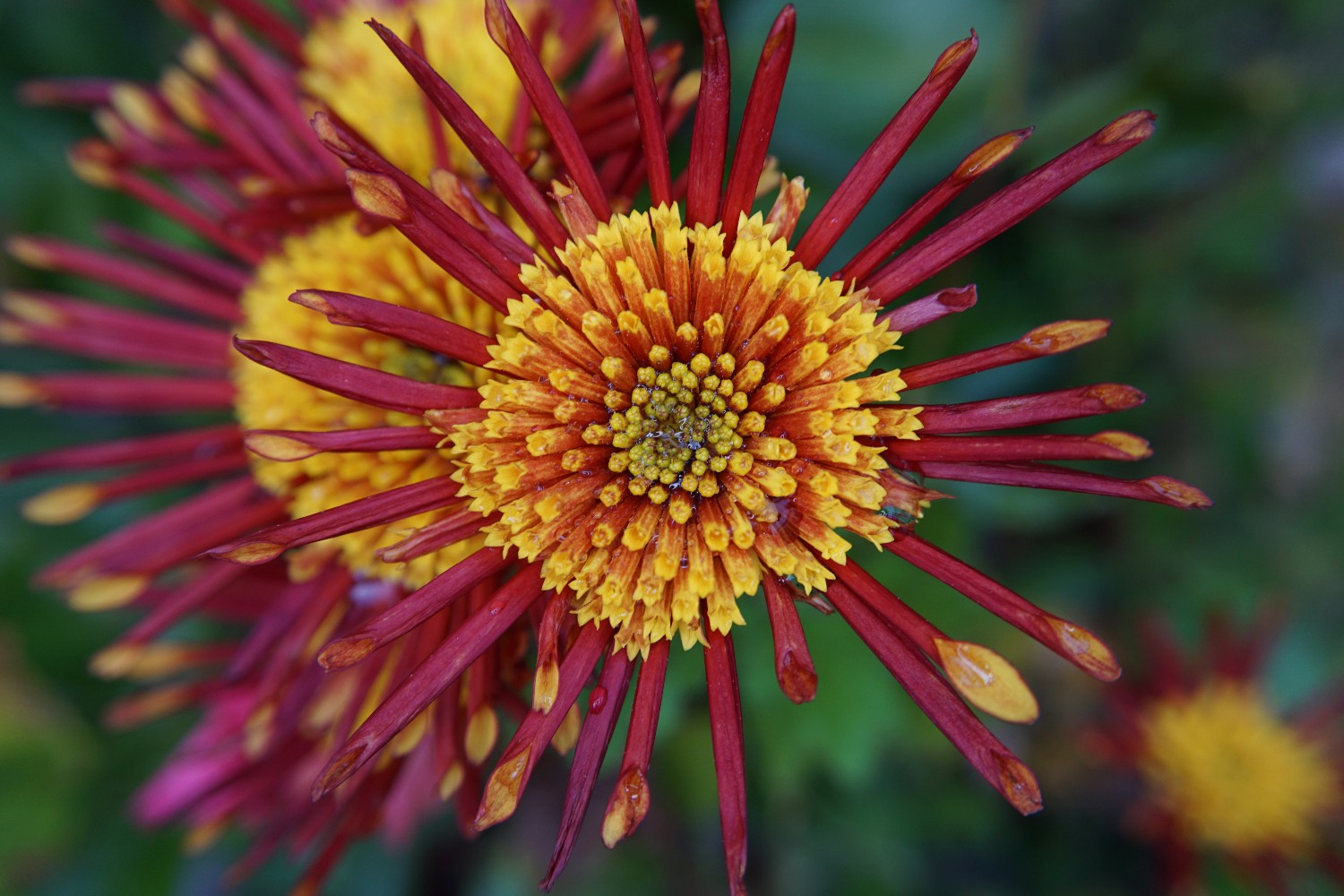 chrysantheme_nov_2022.jpg