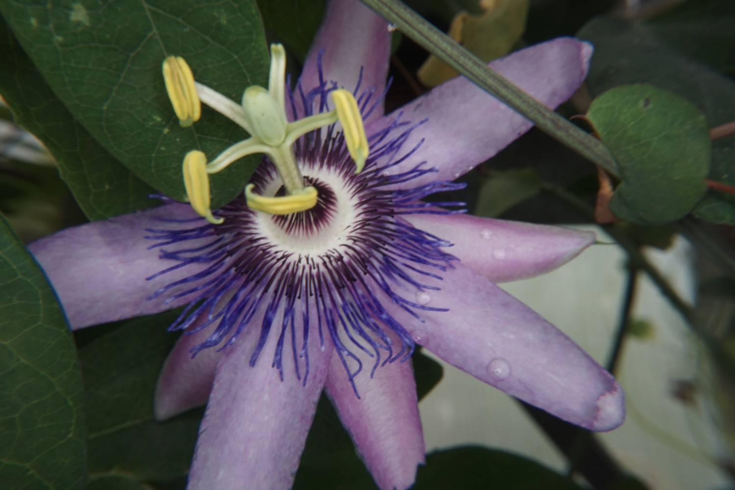 passiflora_nov_2022.jpg