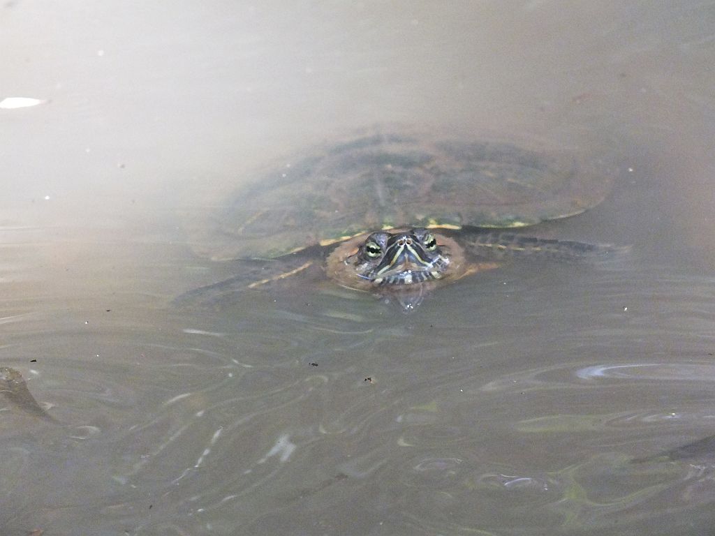 schildkr__te_im_wasser.jpg