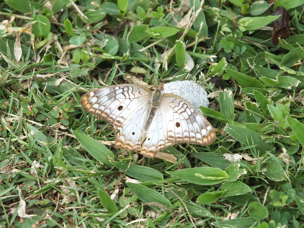 pan_schmetterling_auf_stein.jpg