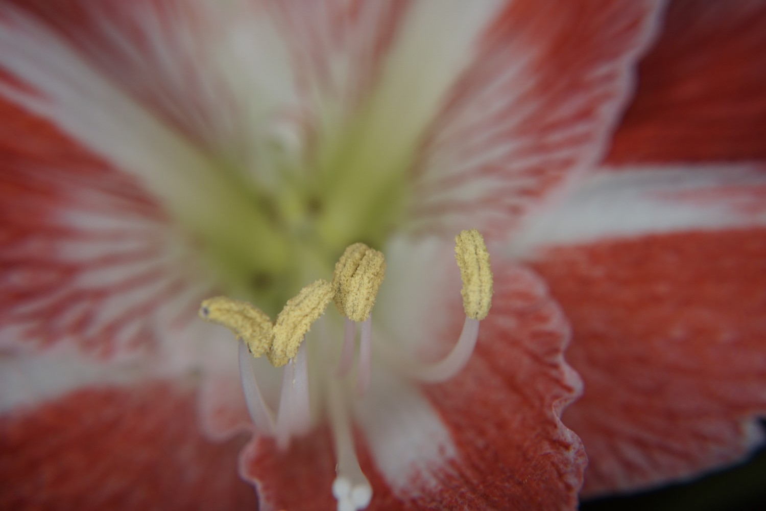 amaryllis3_nov_2022.jpg