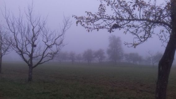 20221204_161100nebel.jpg