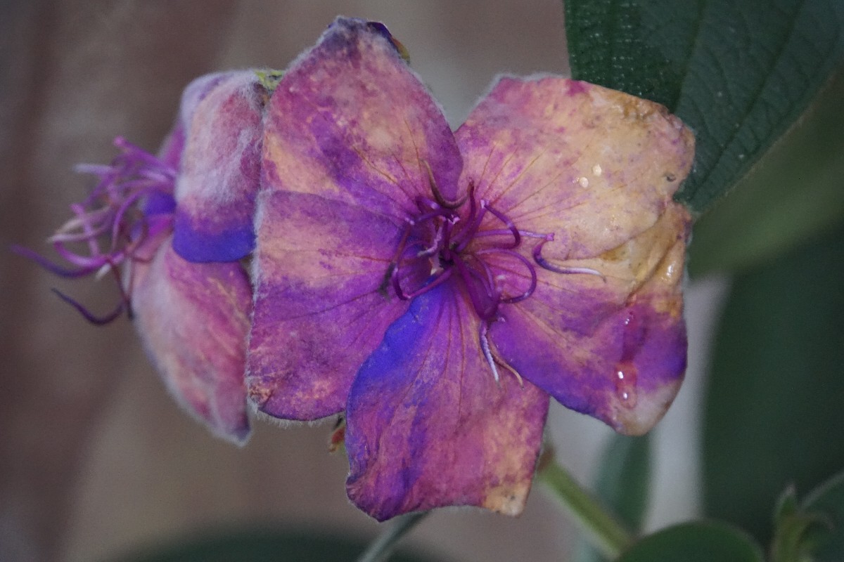 tibouchina_dez_2022.jpg