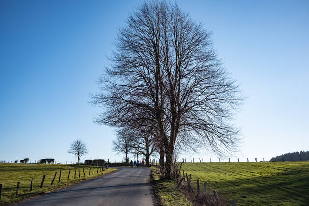 lichtengusch_baum.jpg