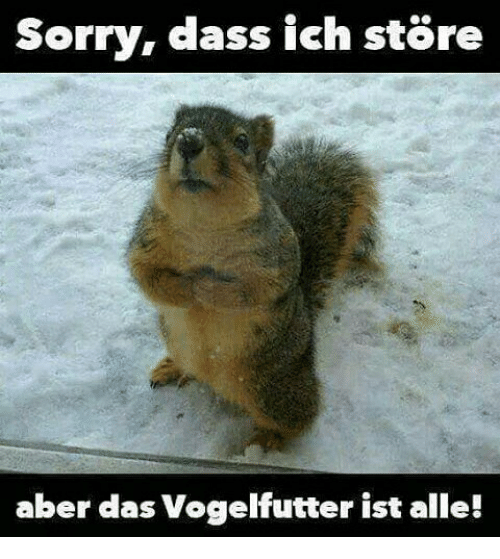 vogelfutter.png