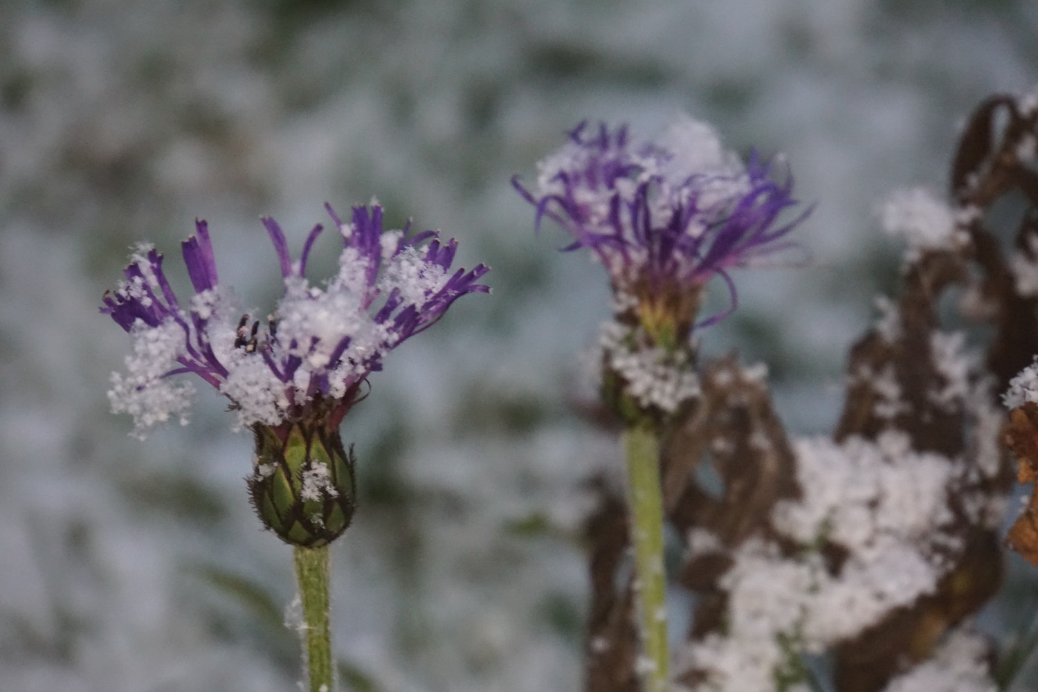 schnee2_dez_2022.jpg