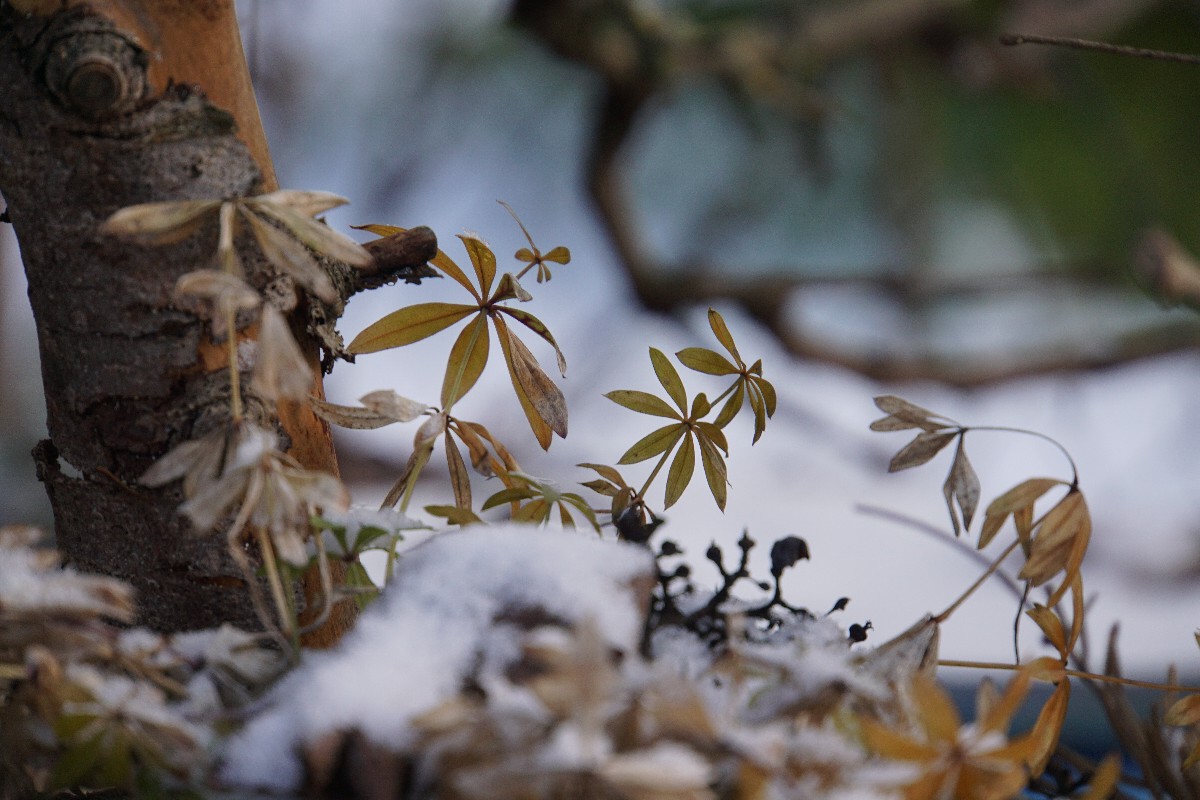 schnee_waldmeister_dez_2022.jpg