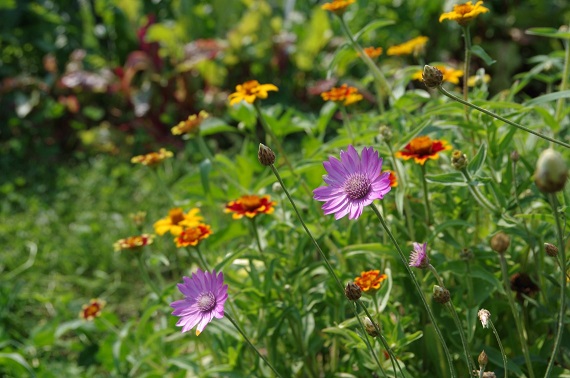 bauerngarten.jpg