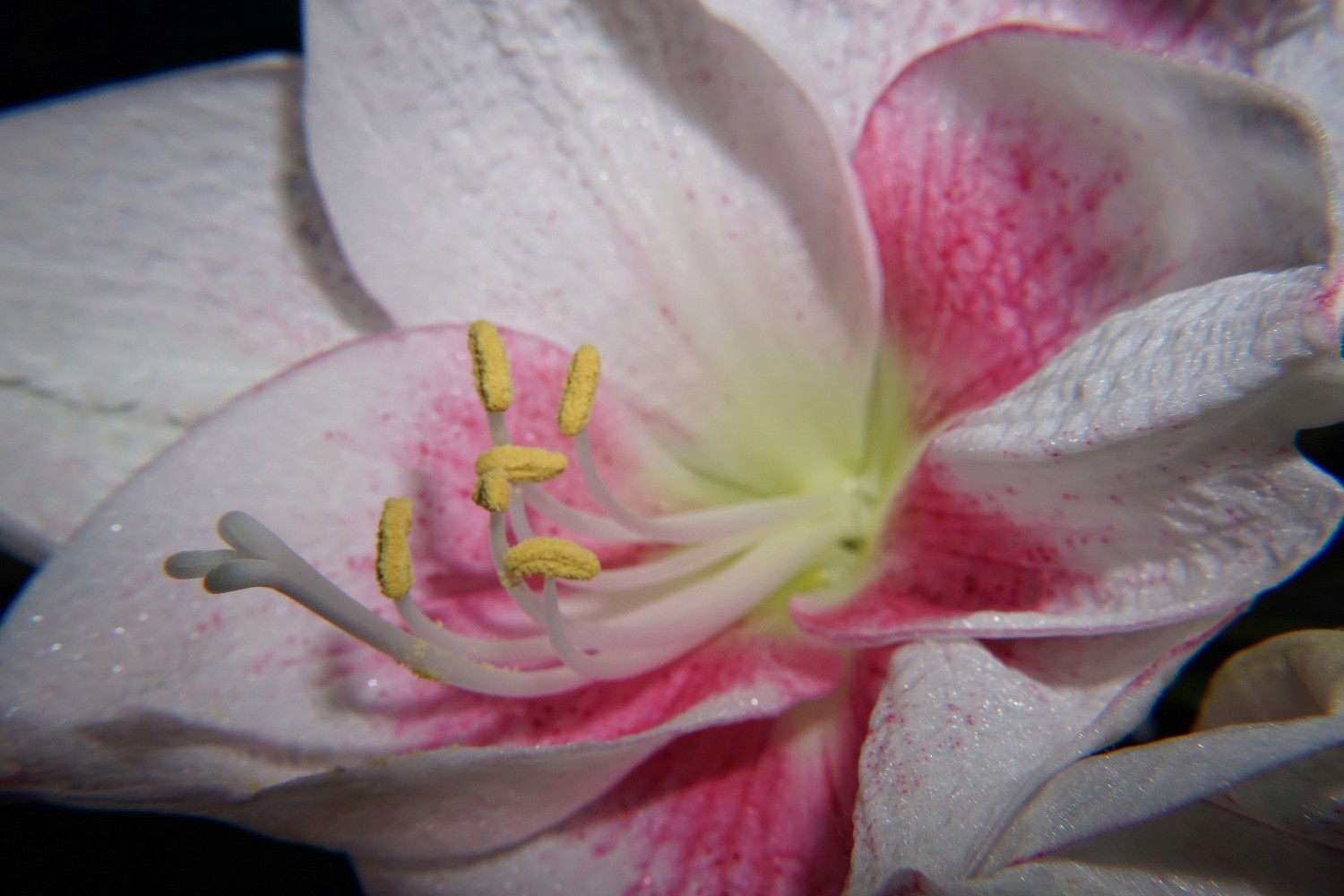 amaryllis_wei_pink_jan_2023.jpg