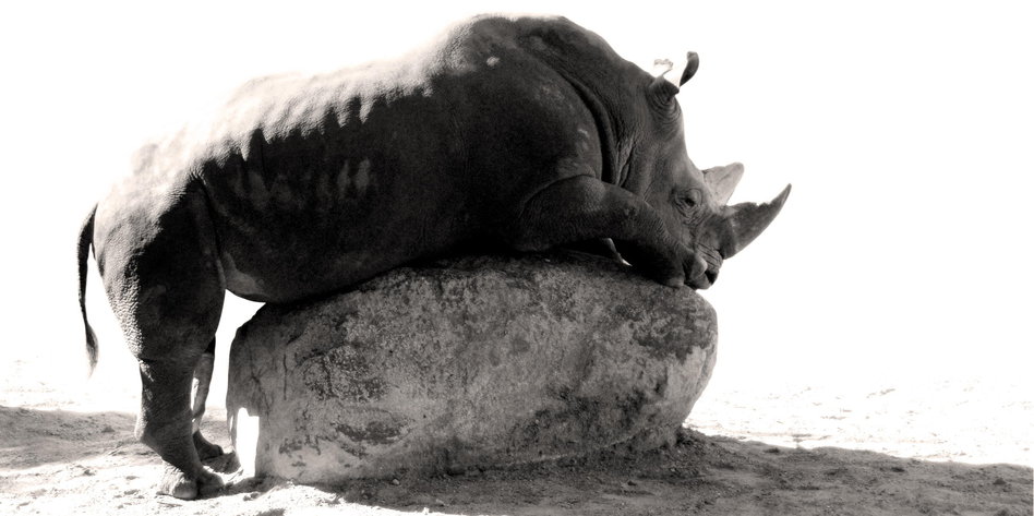 photocase-nashorn.jpg