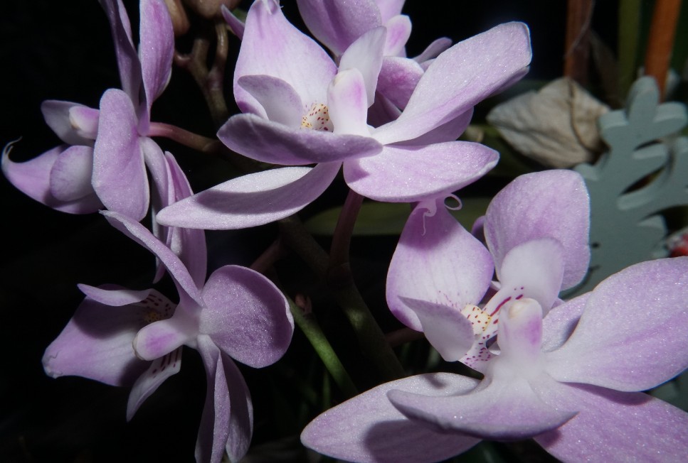 orchidee_jan_2023.jpg