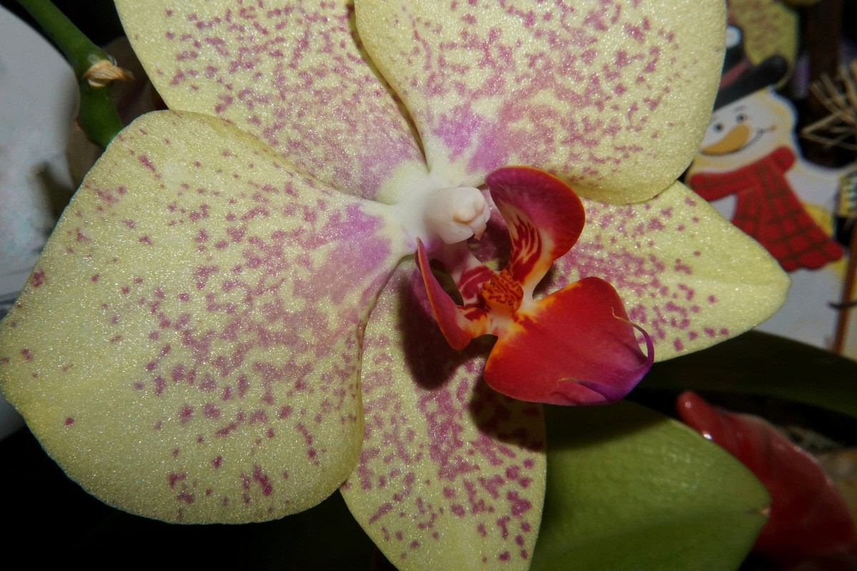 orchidee2_jan_2023.jpg