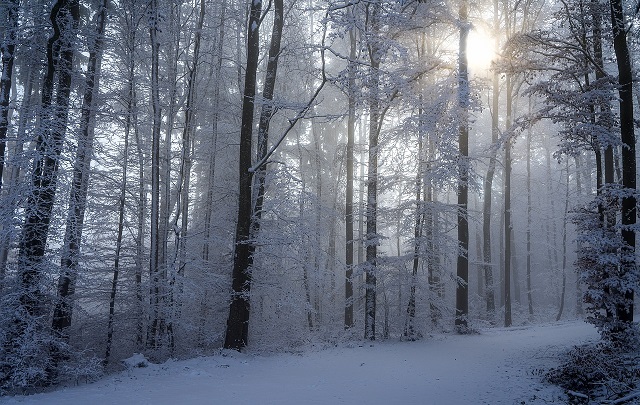 verschneiter_wald.jpg