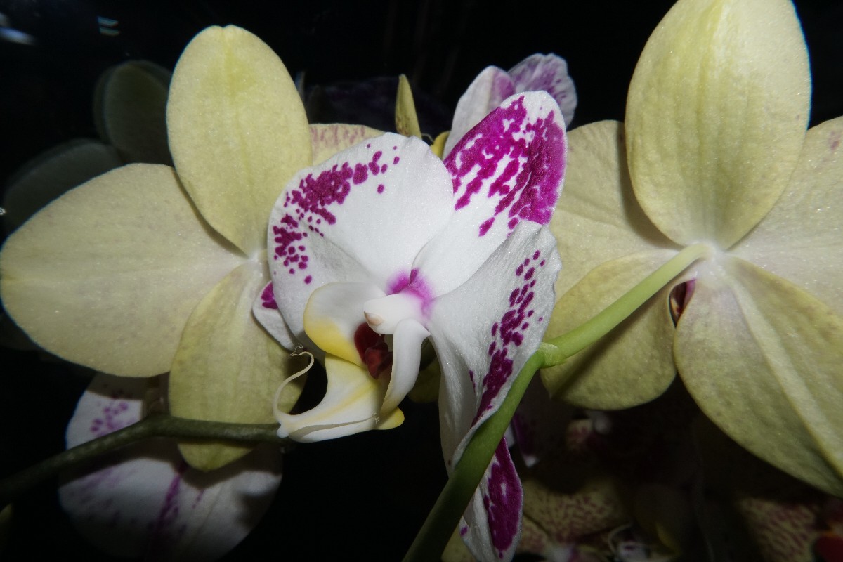 orchidee2_jan_2023_1.jpg