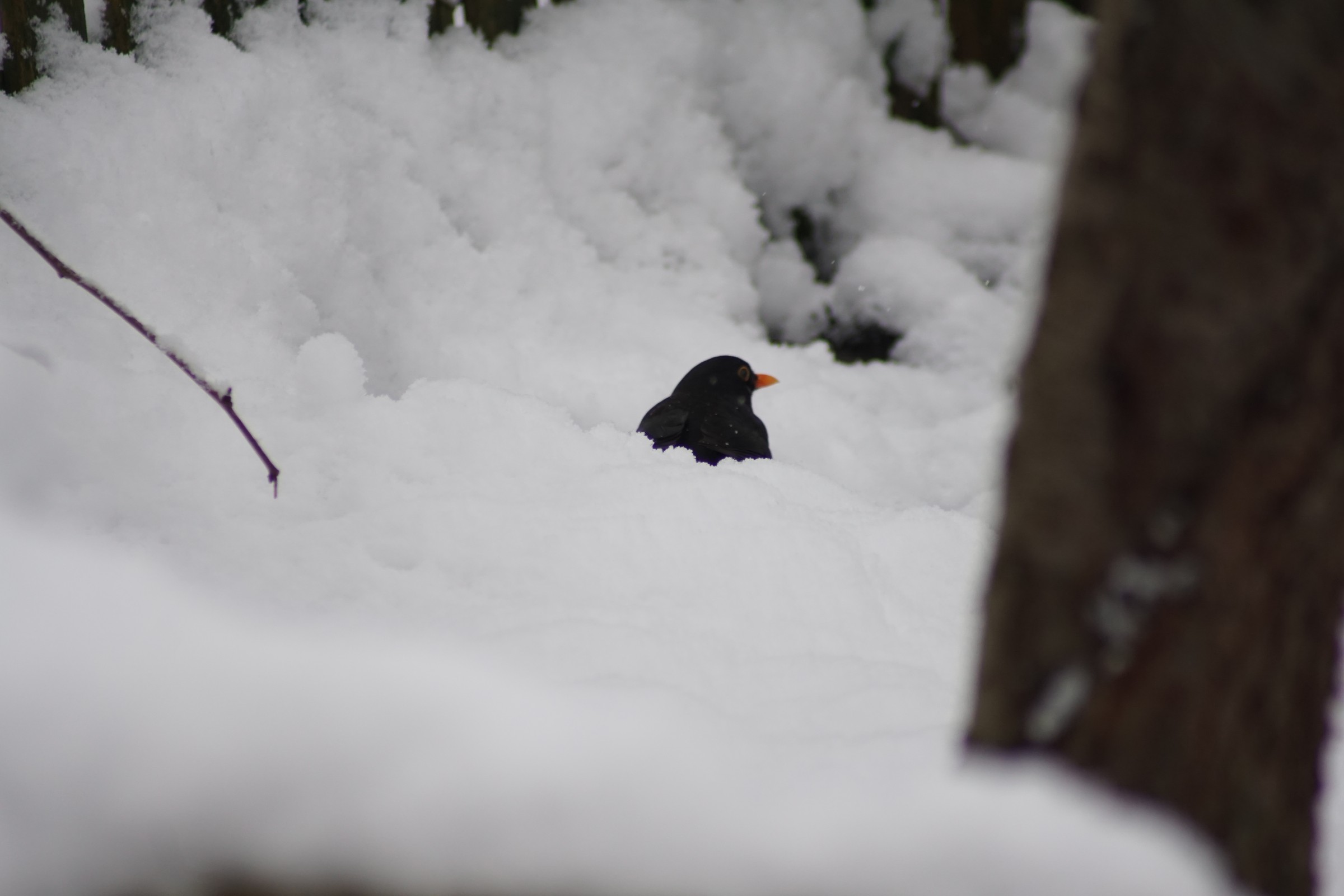 amsel_im_schnee_jan_2023.jpg