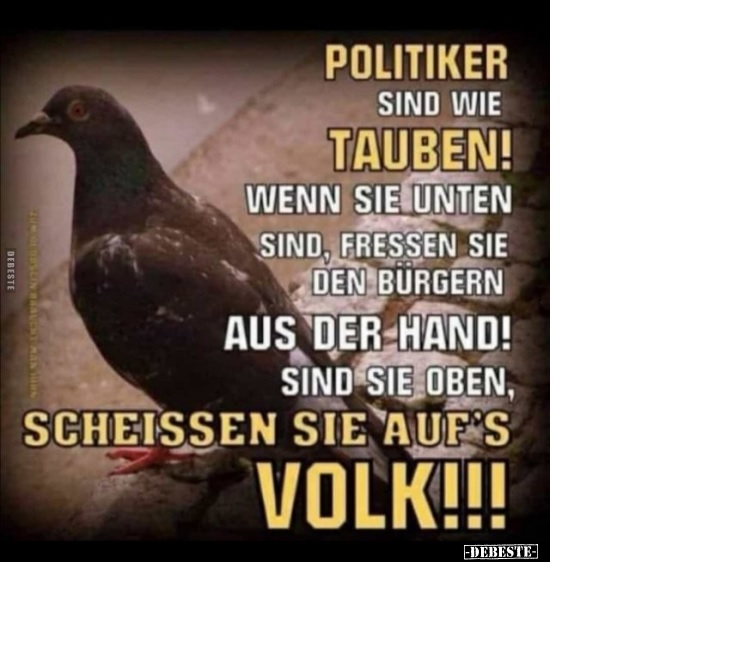 taubenpolitiker.jpg