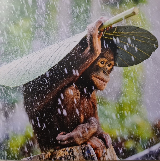 rettungsschirm.jpg
