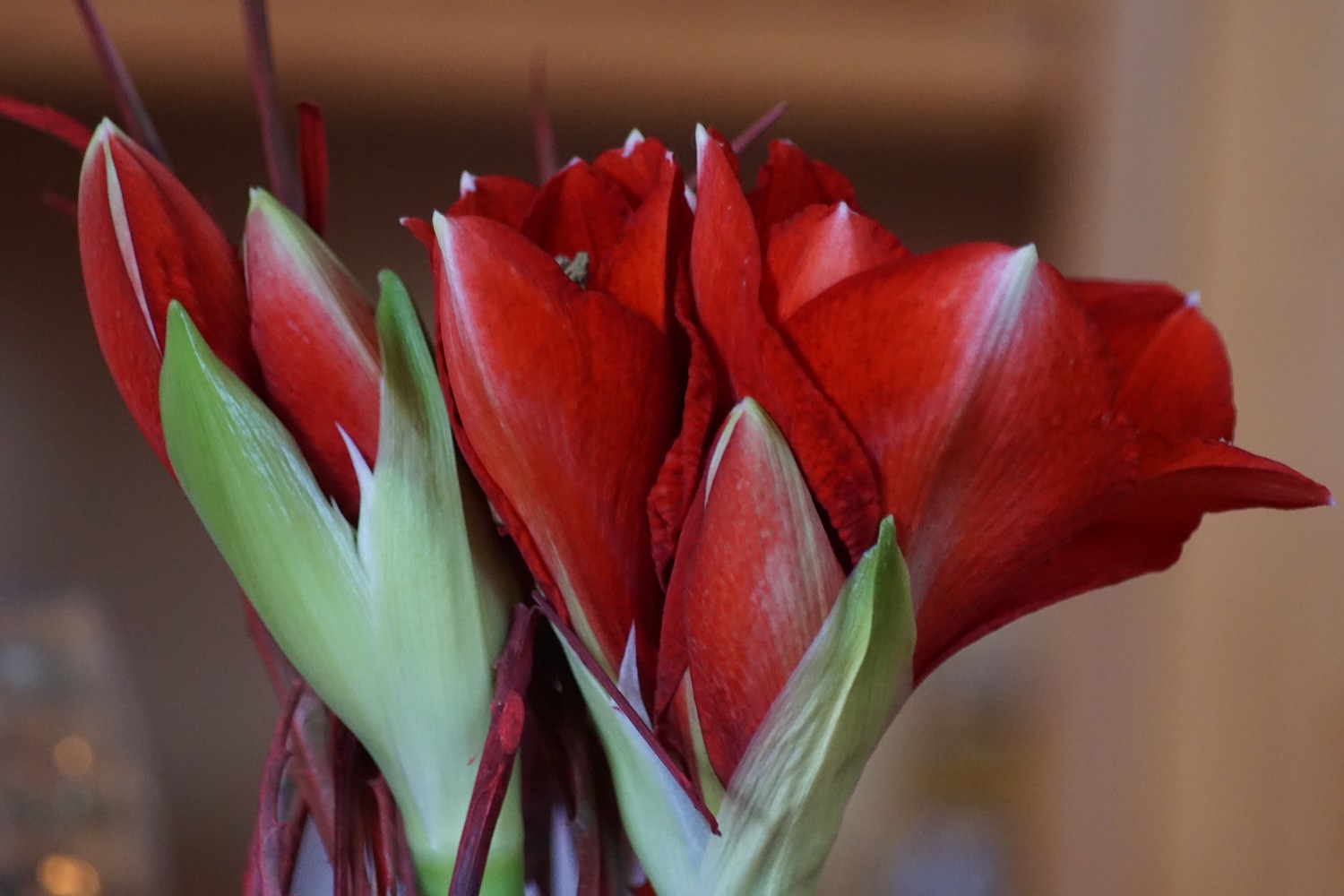 amaryllis3_feb_2023.jpg