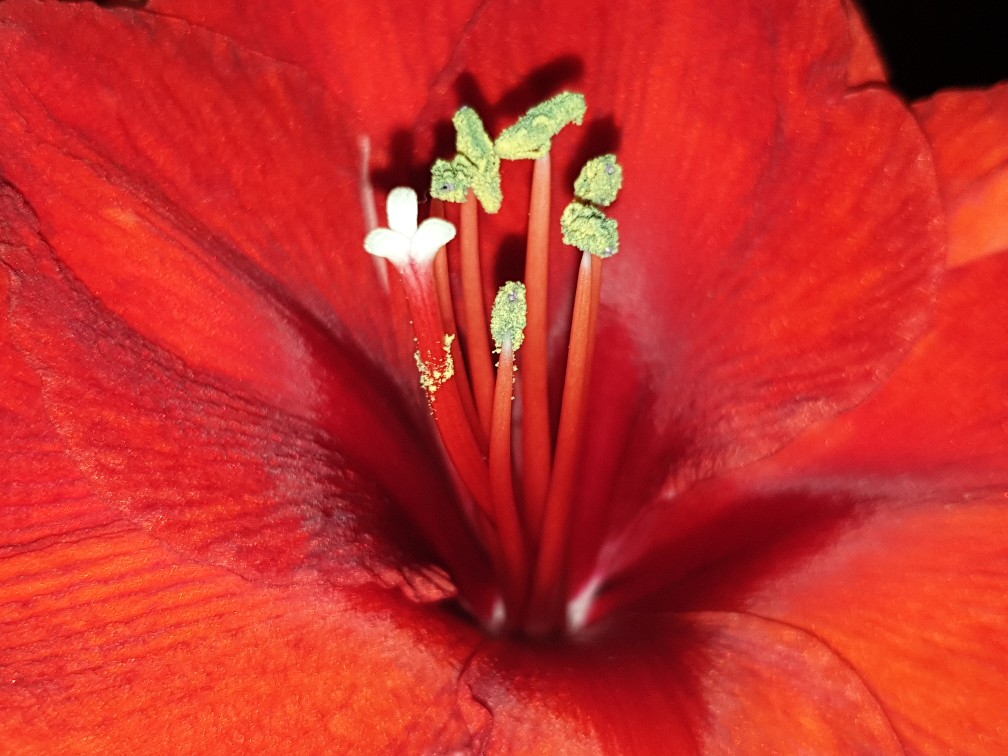 amaryllis_feb_2023_1.jpg