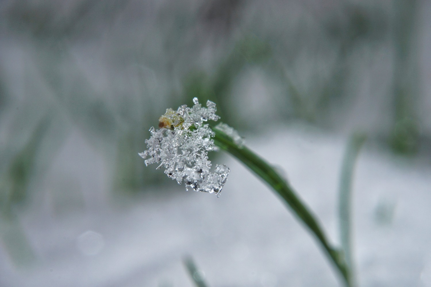 schnee4_feb_2023.jpg