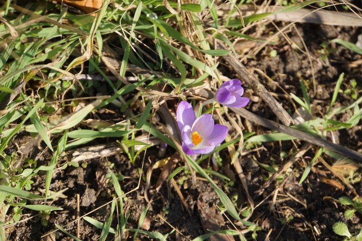 krokus_lila_feb_2023.jpg