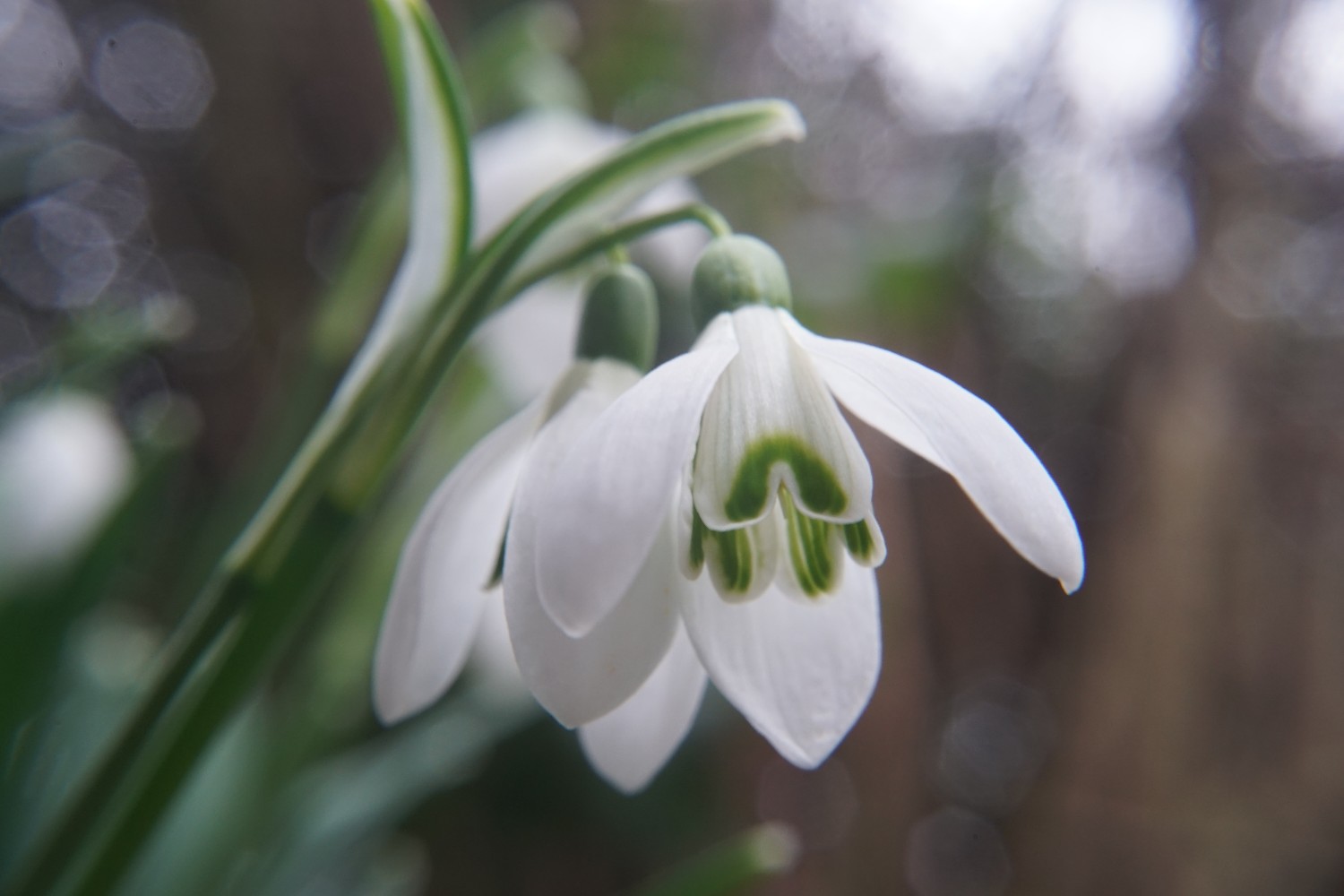 schneegl__ckchen2_feb_2023_1.jpg