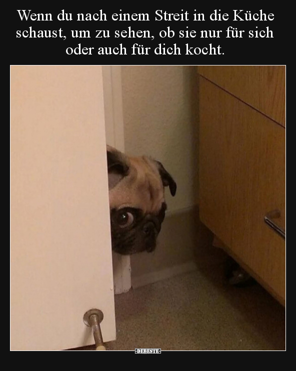streit_hund.jpg